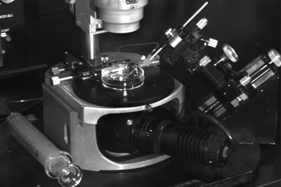 microinjection setup
