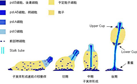 �����p�^�[���̖͎��}