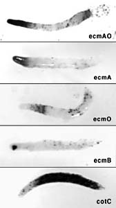 �ړ��̂ɂ�����זE�����̃p�^�[��