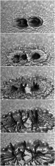 Dictyostelium lacteum aggregation