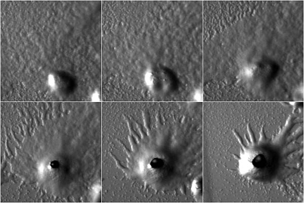 Dictyostelium polycephalum aggregation