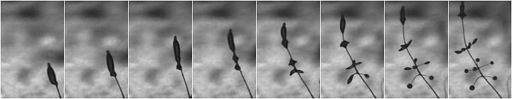 Polysphondylium pallidum fruiting