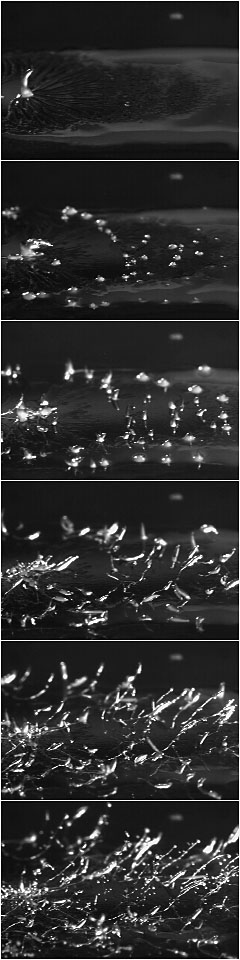 Polysphondylium pallidum development