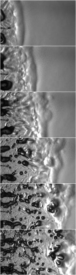 Polysphondylium violaceum aggregation