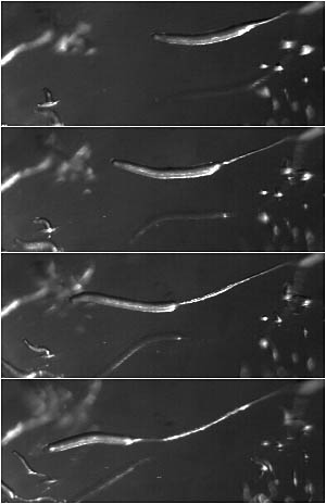 Polysphondylium violaceum slug