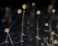 Dictyostelium discoideum