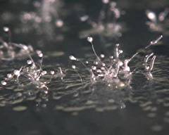 Dictyostelium minutum