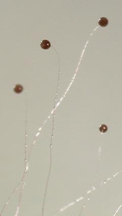 Dictyostelium purpureum