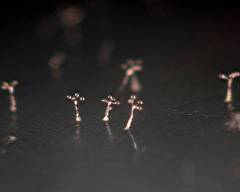 Dictyostelium polycephalum