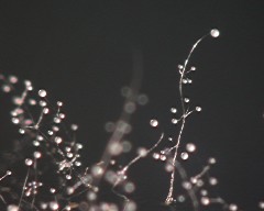 Polysphondylium pallidum