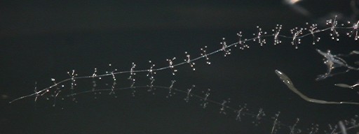 Polysphondylium tenuissimum