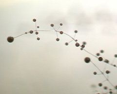 Polysphondylium violaceum